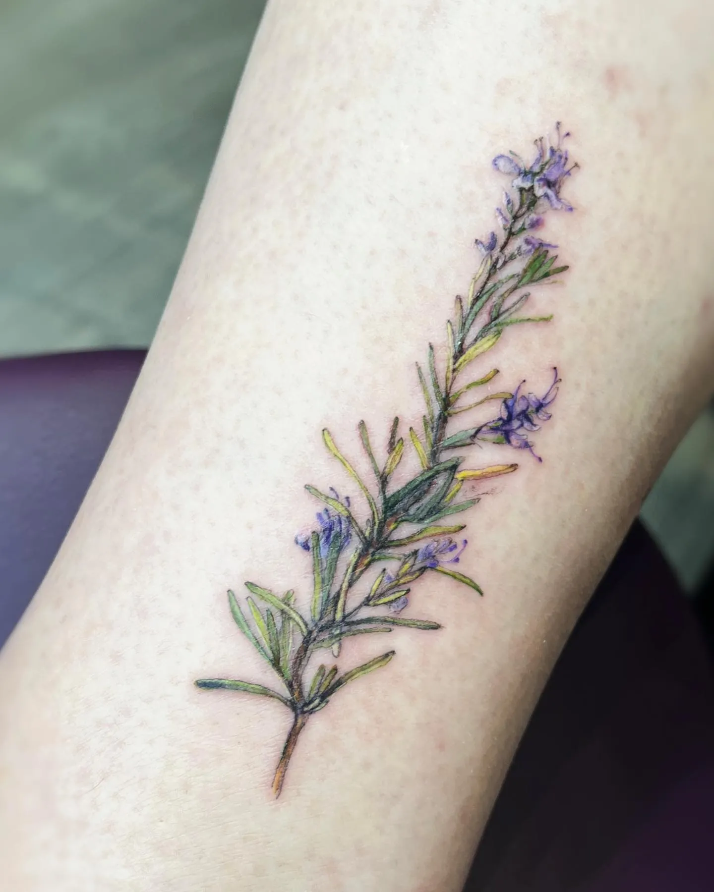 Subtle Shaded Rosemary Twig on Outer Arm