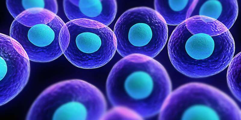 mens stem cell research