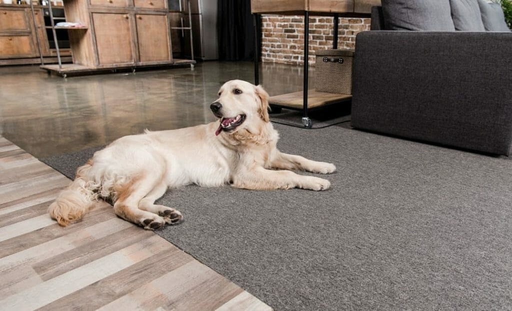 10 Best Pet Friendly Rugs On, Are Jute Rugs Durable With Pets