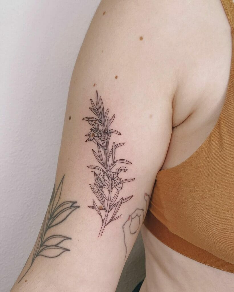 A Rosemary Tattoo For Your Belief In Mysticism