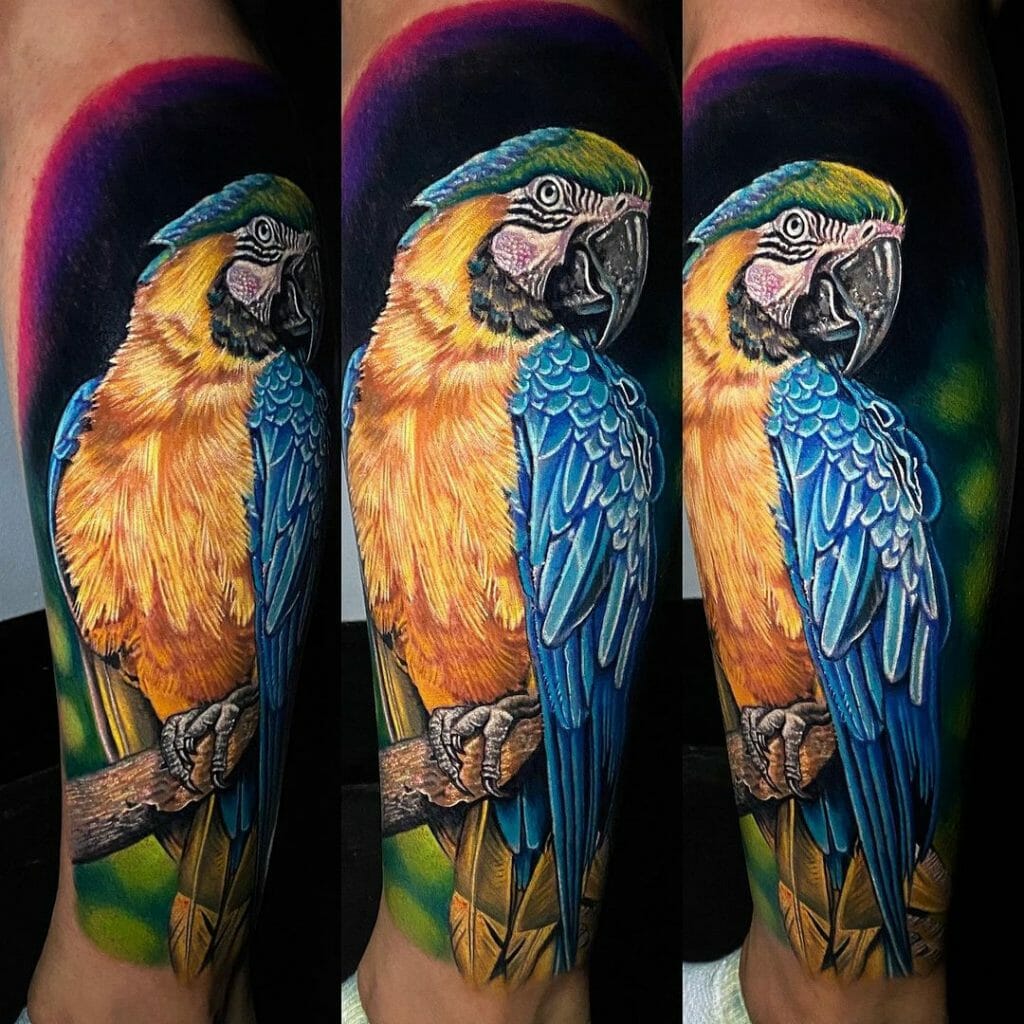 Macaw Feather Tattoo From Three Angles
