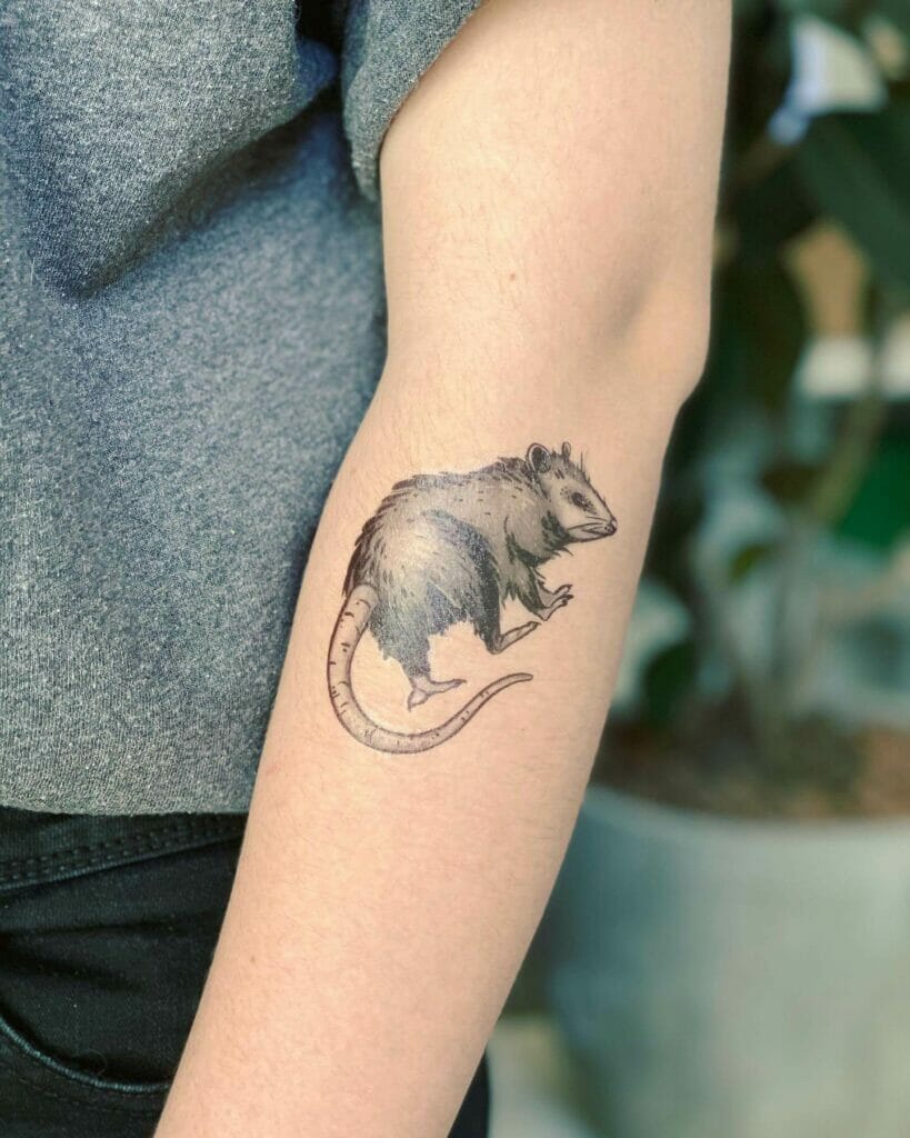 Virginia Opossum Tattoo Design
