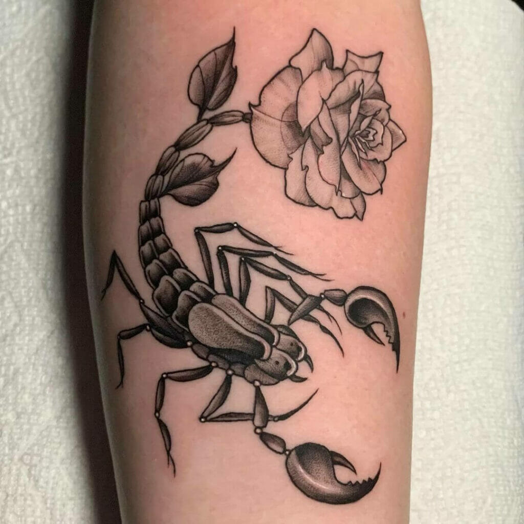 Rose Tailed Scorpion In Black