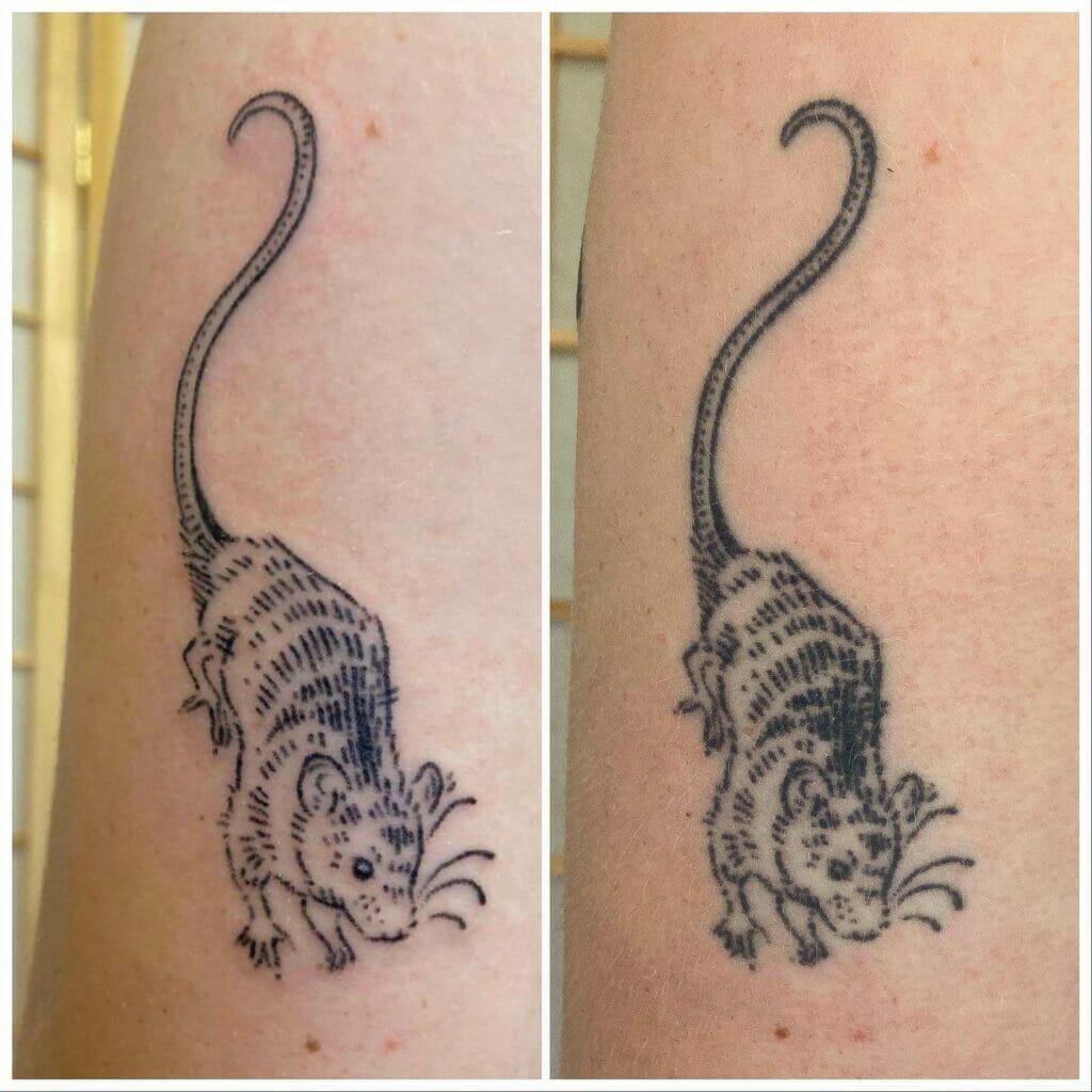 Healed Cat Tattoo Comparison
